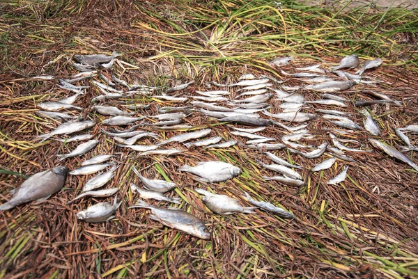 Wiele różnych ryb na zielonej trawie — Zdjęcie stockowe