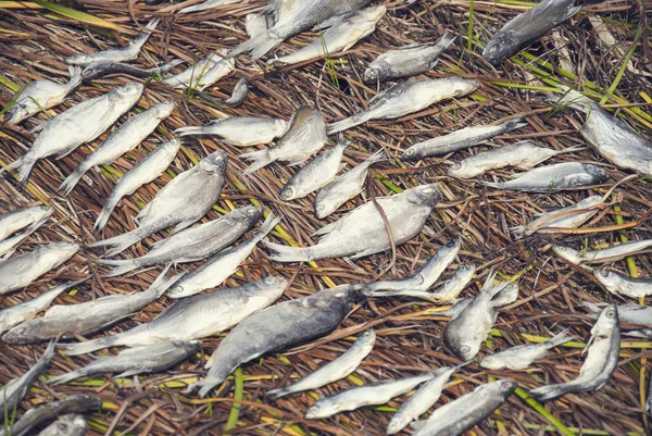 Много различных рыб на зеленой траве — стоковое фото
