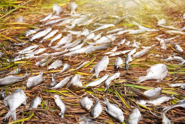 Many various fish on the green grass — Stock Photo, Image