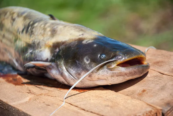 Catfish on Wood Pier — Stock Photo, Image