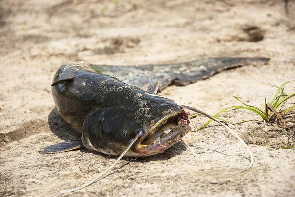Caught catfish on the sand in summer — Stock Photo, Image