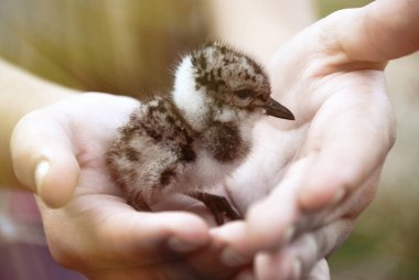 Çevre koruma. Piliç martılar kadınların elinde