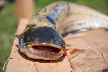 Ahşap iskele üzerinde yayın balığı