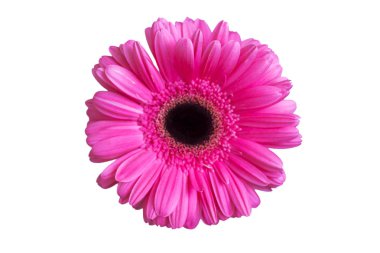 Pembe gerber beyaz arka plan üzerinde izole