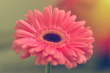 Pembe gerbera yaprakları güneş ışığı altında