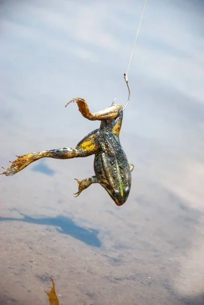 Fishing. Bait for cat-fish - frog on hook on the river — Stock Photo, Image