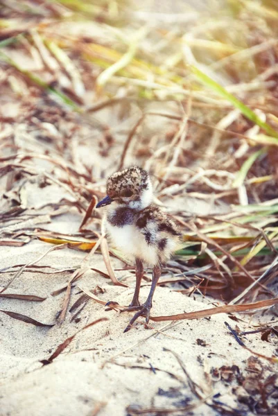 Chick gaviotas en un fondo de hierba en el verano en busca de mi madre — Foto de Stock