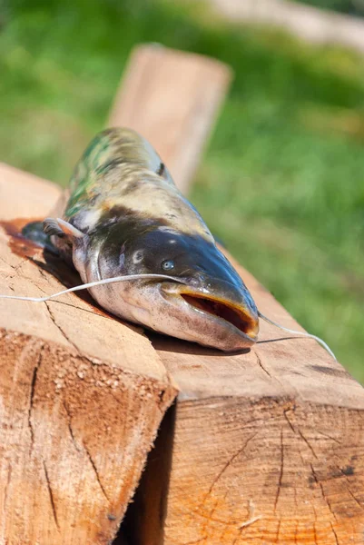 Catfish on Wood Pier — Stock Photo, Image