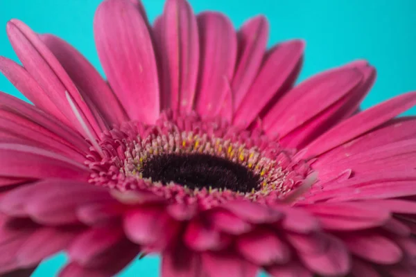 Closeup of gerbera flower in  the summer — Stock Photo, Image