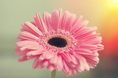 Pembe gerbera yaprakları güneş ışığı altında