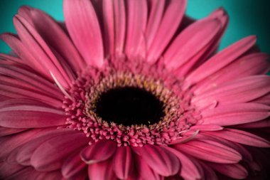 Yaz aylarında gerbera çiçek closeup