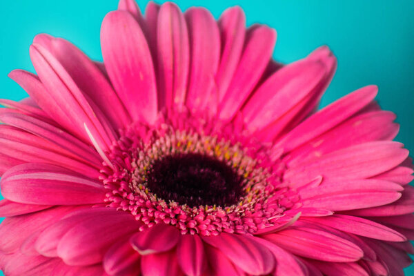 Closeup of gerbera flower in  the summer
