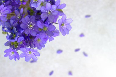 Violet bahar çiçekleri arka planda güneş ışığı sabah