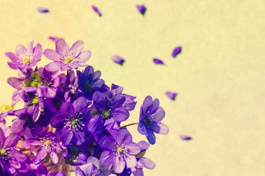 Violet bahar çiçekleri arka plan kopya alanı ile