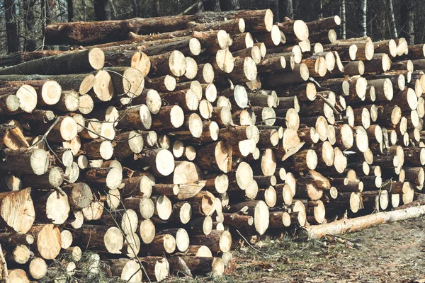 Madera de abeto tronco en el bosque. Bosque plegado —  Fotos de Stock