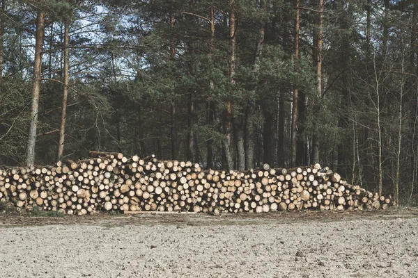 Fichtenholzeinschlag im Wald. gefalteter Wald — Stockfoto