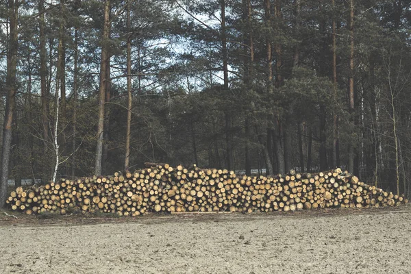 Madera de abeto tronco en el bosque. Bosque plegado —  Fotos de Stock