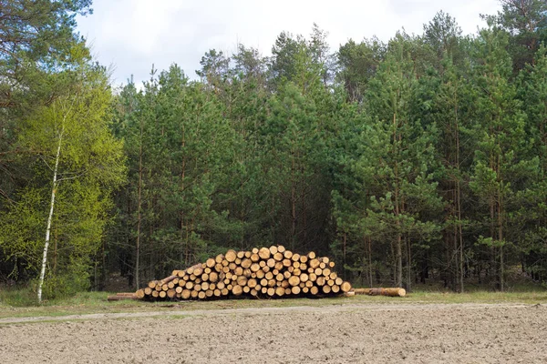 トウヒ木材、森林のログします。折り畳まれた森 — ストック写真