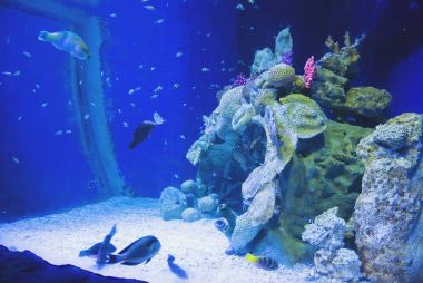 Balıklar ve mercan ile deniz akvaryum mavi su