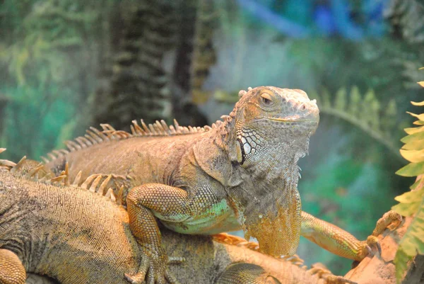 Grüner Leguan (Leguan iguana rhinolopha). Grüner Leguan wildes Leben Tier — Stockfoto