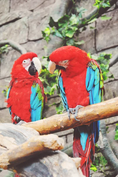 Coppia di variopinte voliere Greenwinged Macaw, sedute sul tronco — Foto Stock