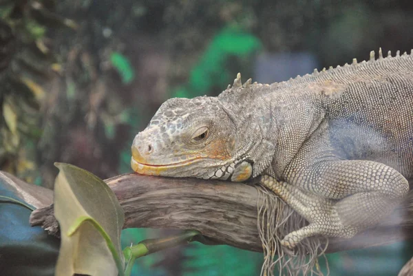 Iguana verde (Iguana iguana rhinolopha). Iguana verde vida selvagem animal — Fotografia de Stock