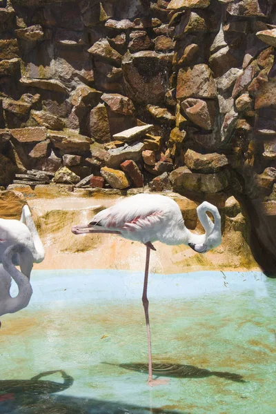 Flamingo standing beside big stones in water — Stock Photo, Image