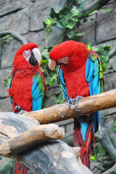 Un par de coloridos guacamayos con alas verdes, sentados en el tronco — Foto de Stock