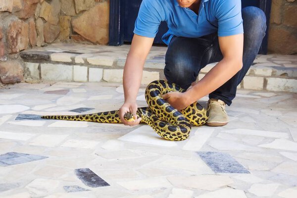 Пятнистого Питона похищает человек на улице. Безопасность от рептилий
