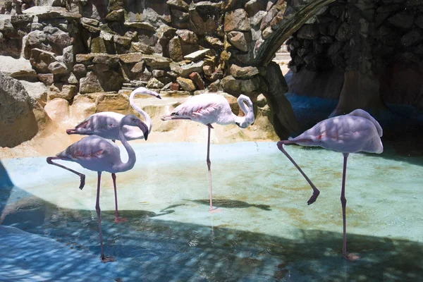 Flamingo standing beside big stones in water — Stock Photo, Image
