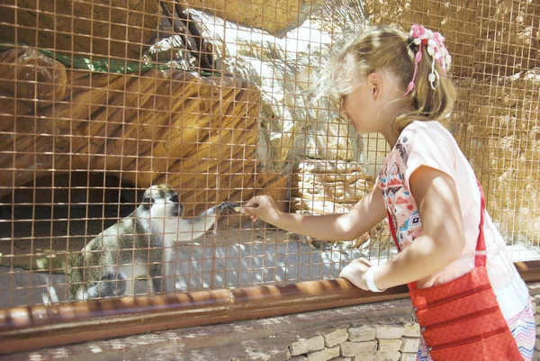 Meisje voedt de aap in de dierentuin — Stockfoto