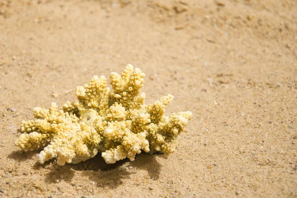 Yellow piece of coral on the sunny sea sand — Stock Photo, Image