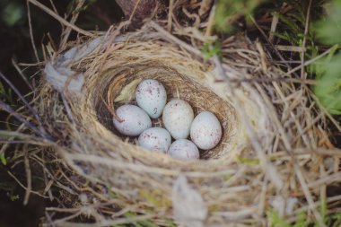 Mazı (bitki) içinde belgili tanımlık yuva içinde döşeme ortak ketenkuşu (carduelis cannabina) Kuş yumurtaları.