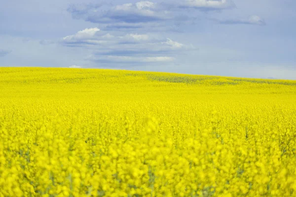 Желтые цветы рапса на поле с голубым небом и облаками . — стоковое фото