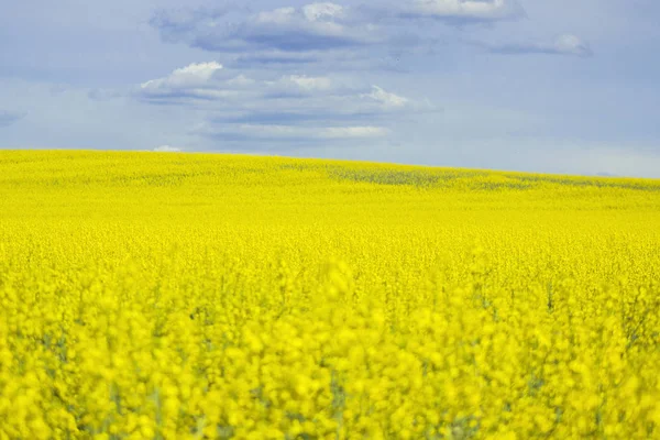 Flores de colza amarelas no campo com céu azul e nuvens . — Fotografia de Stock