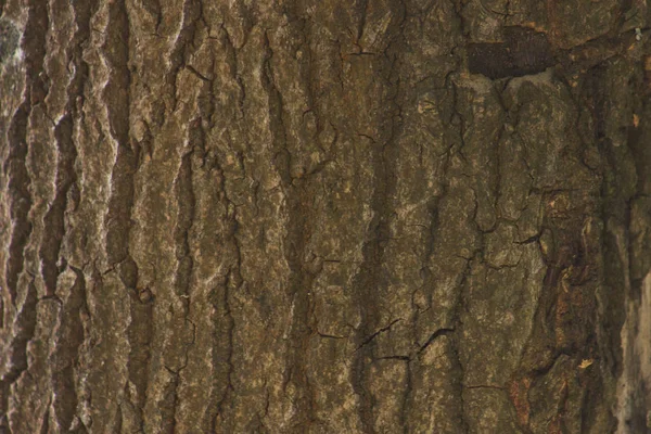 Bakgrund textur av träd bark. Hud barken på ett träd som spår spricka. — Stockfoto