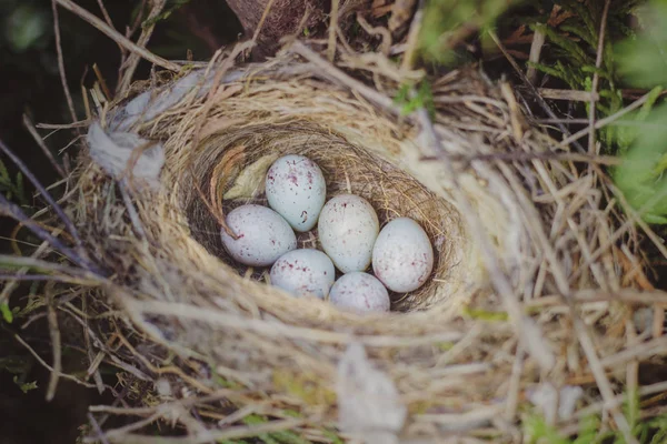 Mazı (bitki) içinde belgili tanımlık yuva içinde döşeme ortak ketenkuşu (carduelis cannabina) Kuş yumurtaları.