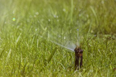çim yağmurlama eylem. Bahçe yağmurlama çim sulama. otomatik sprinkler.