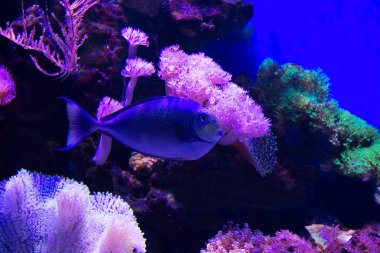 Deniz anemone ve mercan kum üzerinde derin mavi arka plan üzerinde.