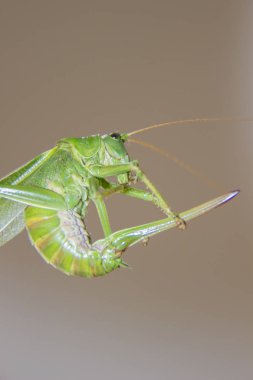 Büyük yeşil çekirge veya locust acı veya kuyruk.