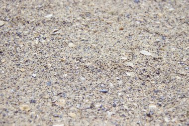 Denizin kenarında plajda kum üzerinde delikli kırık seashell kapatın.