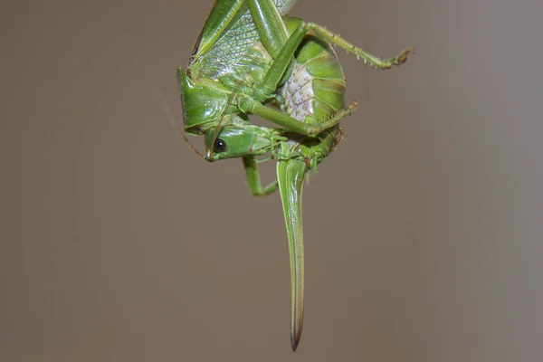 Velké zelené kobylky nebo locust s sting nebo ocas. — Stock fotografie