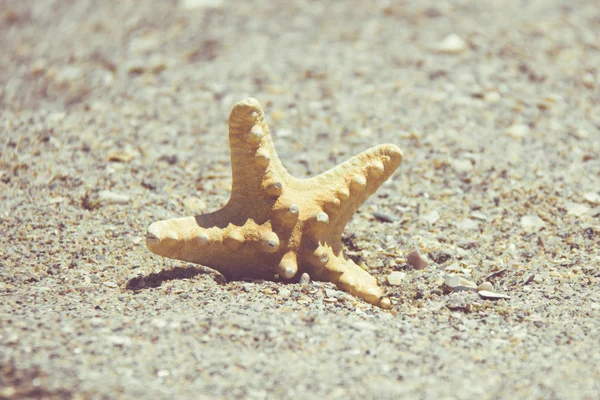 Mar ou estrela do mar em pé na areia da praia. Peixe estrela no fundo com espaço de cópia . — Fotografia de Stock