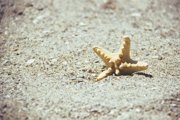 바닷가 모래에 Seastar 또는 바다 불가사리 서. 배경 복사 공간에 스타 물고기. — 스톡 사진