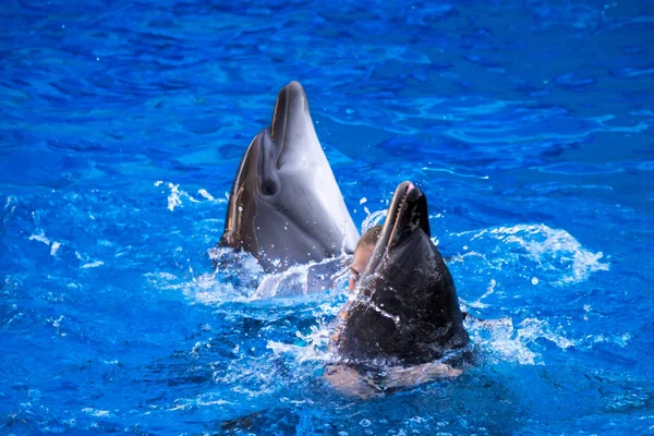 Paar van dolfijnen zwemmen in het blauwe water. — Stockfoto