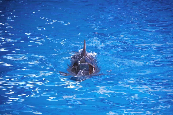 Dolfijnen in de Oceaan. Dolfijnen met een gekraste rug. Op jacht naar dolfijnen. Dierenbescherming. — Stockfoto