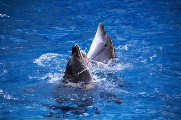 青い水の中を泳ぐイルカのペア. — ストック写真