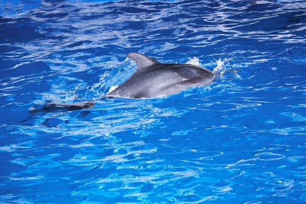 Dolphins in the ocean. Dolphins with a scratched back. Hunting for dolphins. Animal protection. — Stock Photo, Image