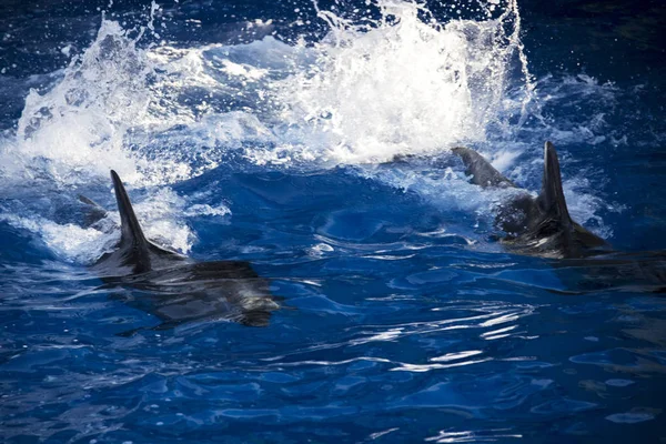 Dolfijnen in de Oceaan. Dolfijnen met een gekraste rug. Op jacht naar dolfijnen. Dierenbescherming. — Stockfoto