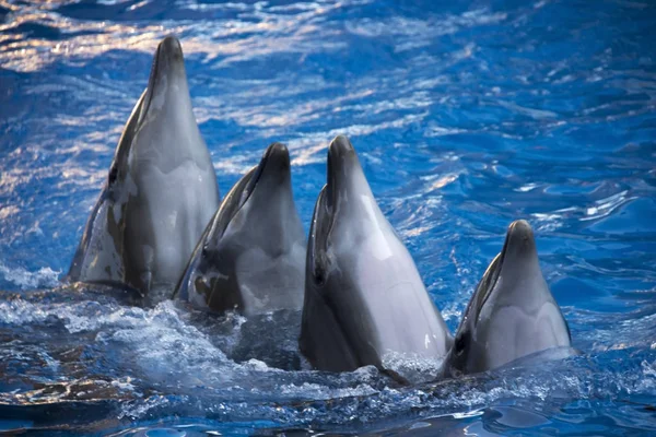 Group of four dolphins in blue turquoise water.